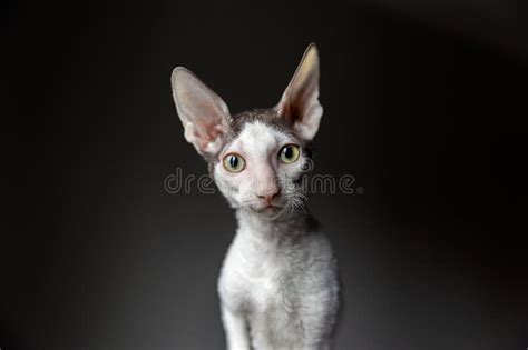 Beautifull Portrait Of A Purebred Baby Kitten Cornish Rex Cat On A Dark