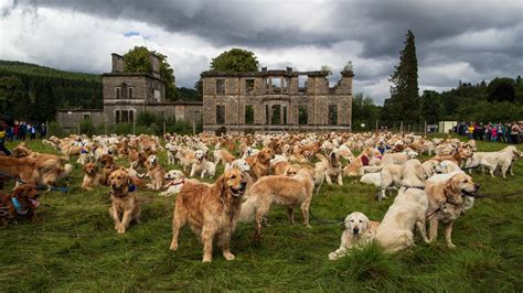 Why Did Golden Retrievers Gather In Scotland The New York Times