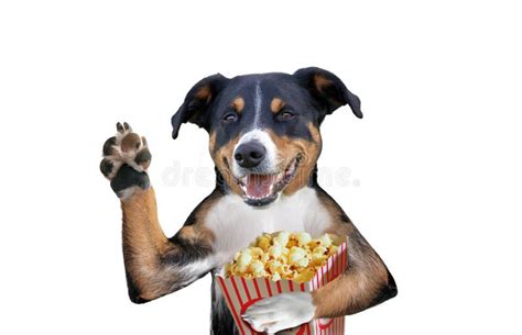 Can Yorkie Eat Popcorn