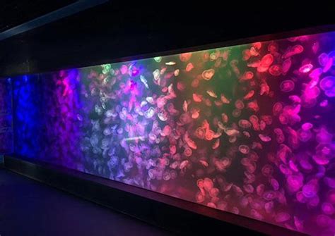 China Large Acrylic Sheet Aquariums Fish Tank Suppliers Manufacturers