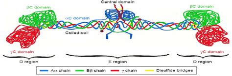 3: Fibrinogen Structure (Vaez-ghaemi et al. 2017) | Download Scientific Diagram