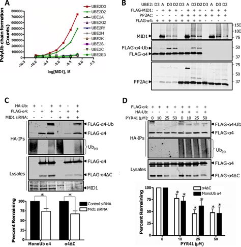 MID1 Dependent Monoubiquitination Promotes Cleavage Of The C Terminus