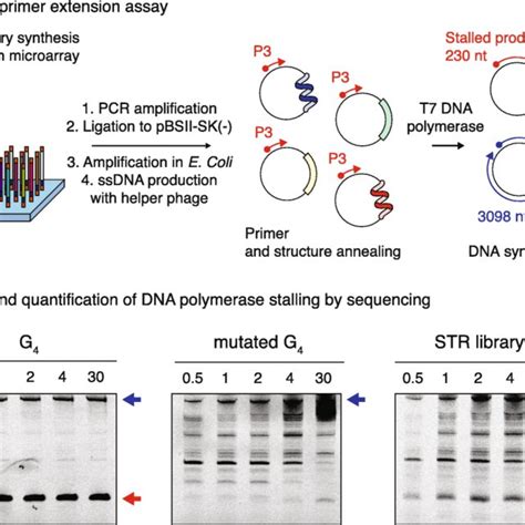 Pe Piper Assay For Monitoring Polymerase Activity And Dna Synthesis