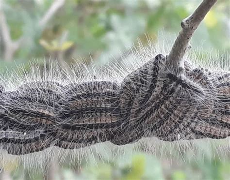 CAMPAGNE DE LUTTE BIOLOGIQUE CONTRE LA CHENILLE PROCESSIONNAIRE DU CHENE