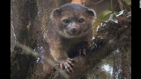 Olinguito The Newest Rare Mammal Species Discovery Cnn