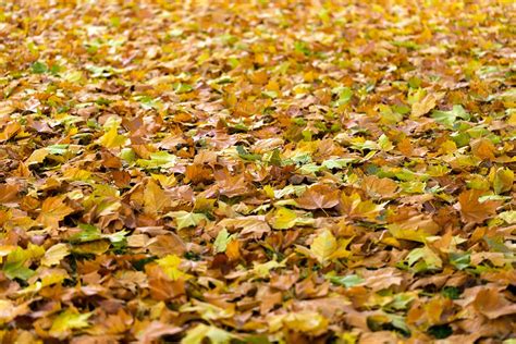 A Step By Step Guide To Leaf Litter Helpful Or Harmful To Soil