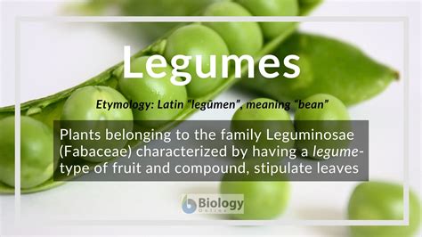 Legumes Definition and Examples - Biology Online Dictionary