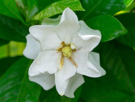 The White Of Gardenia Jasminoides Stock Image Image Of Fragrant