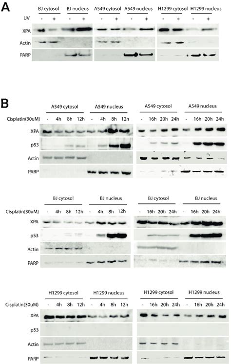 UV Irradiation And Cisplatin Induced DNA Damage Promotes Nuclear Import