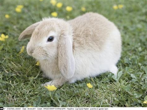 Comprendre Pourquoi Le Lapin Mange Ses Propres Crottes Explorateur Du