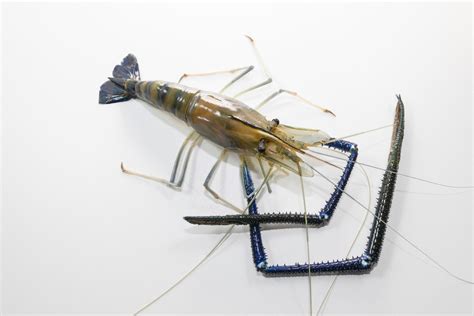 Giant Freshwater Prawn 15137531 Stock Photo at Vecteezy