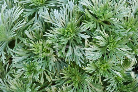 Silver Mound Artemisia Wormwood Stock Photo Royalty Free Images