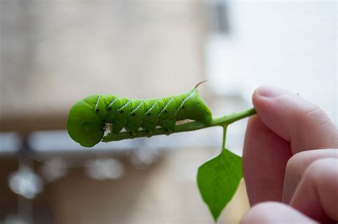 Tomato Hornworms How To Identify And Get Rid Of Tomato Hornworms The