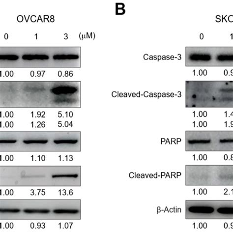 GV Induced The Cleavage Of PARP And Caspase 3 In OC Cells A OVCAR8