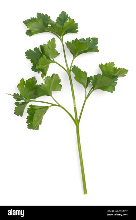 Sprig Of Flat Leaf Parsley Stock Photo Alamy