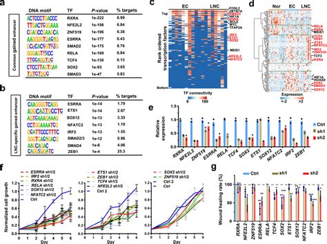 Transcription Factor Circuitries Of Esophageal Carcinogenesis And