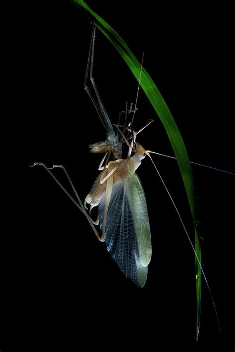 Katydid Moulting Photograph By Melvyn Yeoscience Photo Library Pixels