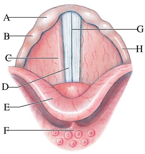 Glottis Diagram | Quizlet