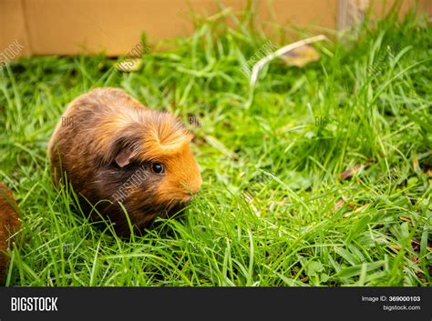 Guinea Pig On Grass Image And Photo Free Trial Bigstock