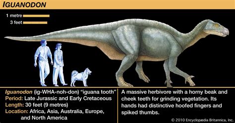 Iguanodon | Diet, Habitat & Extinction | Britannica