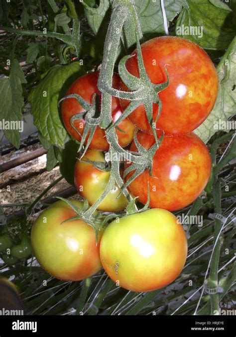 Tomato Plant, Mosaic Virus Infection Stock Photo - Alamy