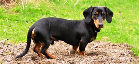 Ventajas Y Desventajas Del Perro Salchicha