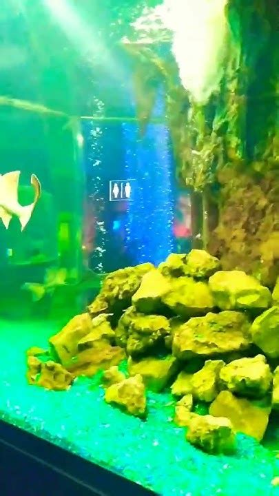 Рыбы #отдых#краснодар#океанариум - YouTube