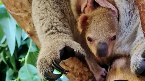 Koala Nachwuchs Traut Sich Aus Dem Beutel Antenne Sachsen