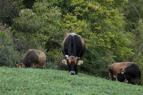 Kuh K He Cows Bei Casti Im Schams Im Kanton Graub Nd Flickr