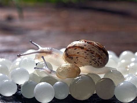 Snail caviar - Alchetron, The Free Social Encyclopedia