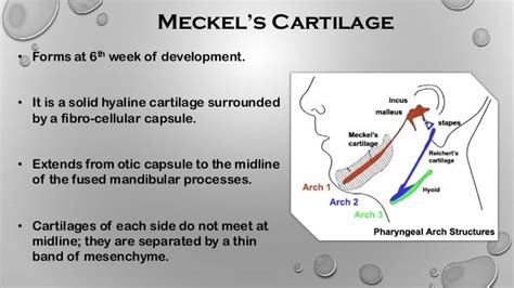 Development of mandible