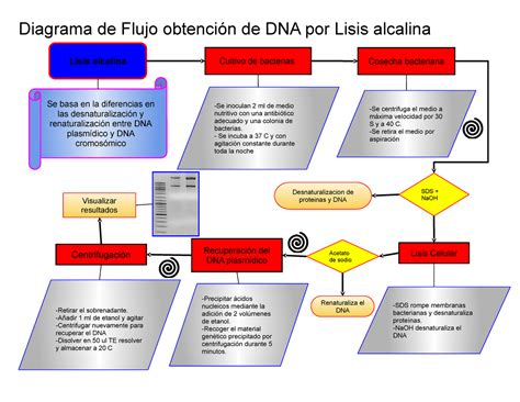 Diagrama de flujo y reseña del método por Lisis Alcalina Diagrama de