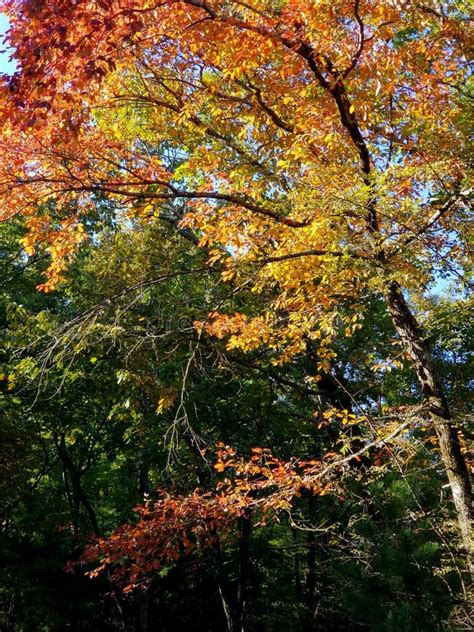 Brilliant Fall Colors - Appalachian Forest Autumn Foliage Stock Photo - Image of georgia, orange ...