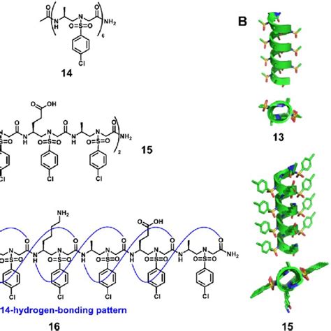 Helical L Sulfono G AApeptides A Chemical Structures Of 13 14 15