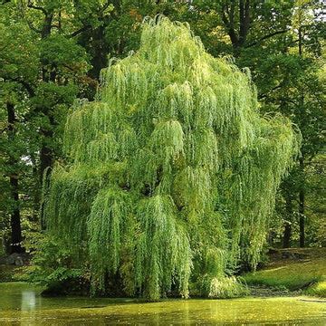 Green Dwarf Bonsai Weeping Willow Tree Cutting Kit Thick, 44% OFF