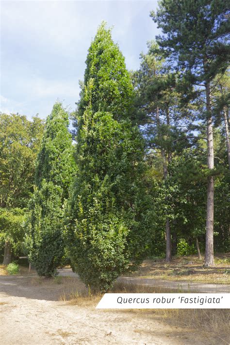 Zuilbomen Boomkwekerij De Bruyn