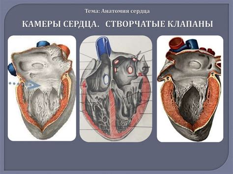 Анатомия сердца - презентация онлайн