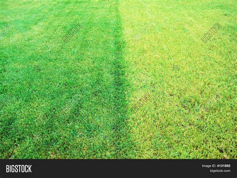 Yellow Green Grass Image And Photo Free Trial Bigstock