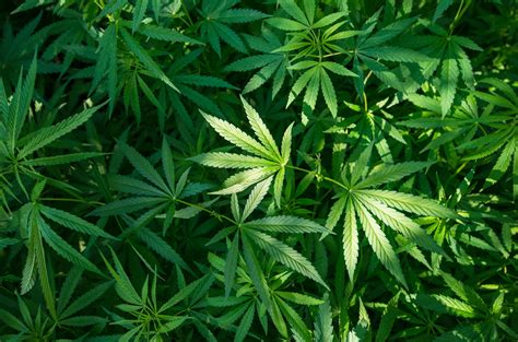 Marijuana: MedlinePlus