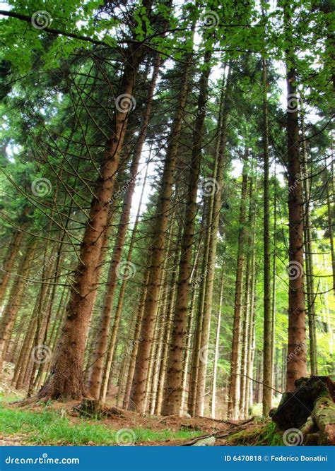 Alpine fir forest stock photo. Image of idyll, jogging - 6470818