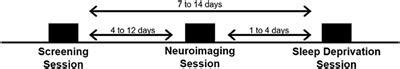 Frontiers Rested Baseline Responsivity Of The Ventral Striatum Is