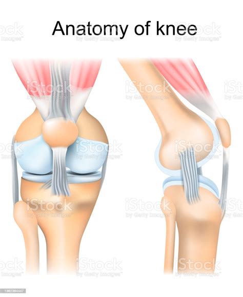 Knee Anatomy Human Joint Structure向量圖形及更多膝頸圖片 膝頸 關節 人體構造 Istock