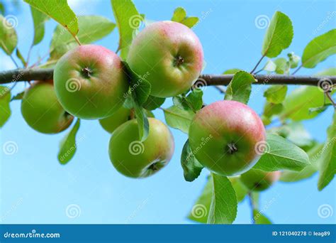 Apples Ripening Branch Stock Photo Image Of Biology 121040278