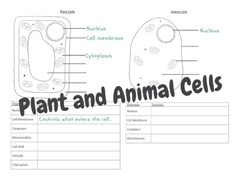 Cell Parts And Functions Worksheet Pdf Reviewmotors Co