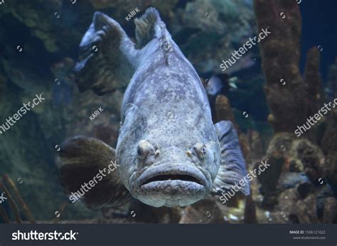 large gray fish swimming water stock photo edit