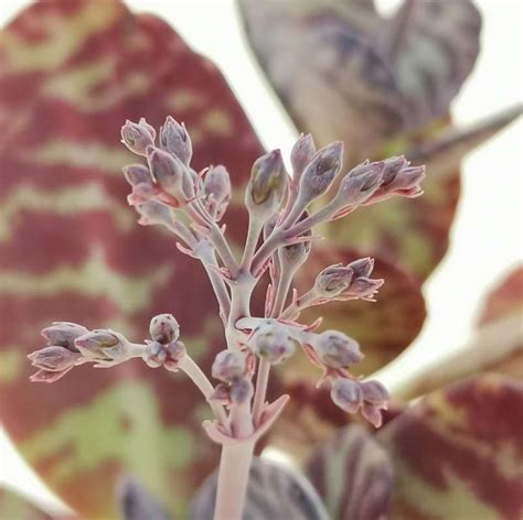 Kalanchoe Humilis Giromagi Cactus And Succulents