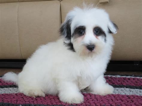 Coton de Tulear For Sale by Dave Chupp Puppies - American Kennel Club