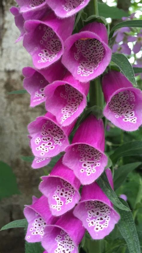 Wild Foxglove