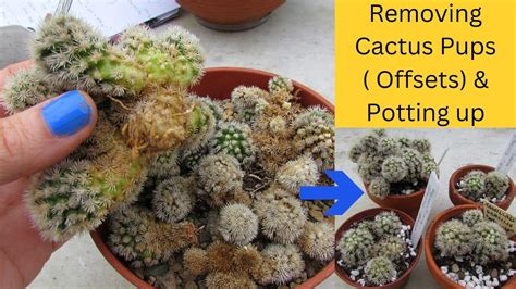 Removing Cactus Pups Offsets Potting Up Mammillaria Cactus