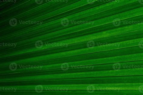 Green Leaves Texture Tropical Leaf For Nature Background Leaf Palm